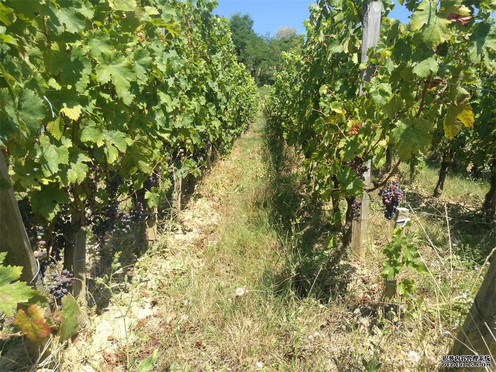 选择哪个红酒羞羞视频免费视频羞羞视频APP免费下载好