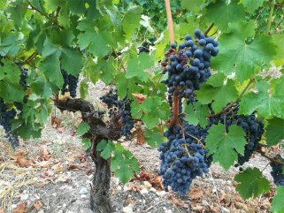 做桃红羞羞羞视频网站生意要多少成本