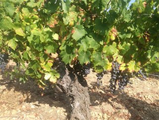 羞羞视频APP免费下载进口红酒生意需投入多少资金